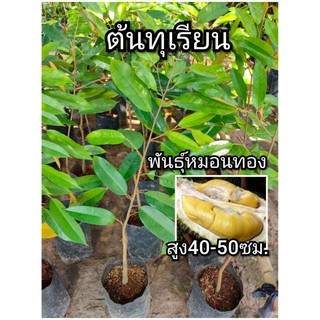 ต้นทุเรียน ทุเรียนพันธุ์หมอนทอง สูง40-50ซม.