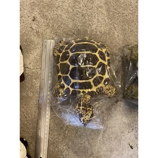 เต่าเรซินใหญ่🐢ตุ๊กตาแต่งสวน ตุ๊กตาแต่งบ้าน ทำจากเรซิน ขนาดกว้าง 16 cm ยาว 21cm