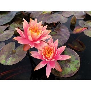 10 เมล็ด เมล็ดบัว สีส้ม นำเข้า บัวนอก สายพันธุ์เมล็ดบัว Waterlily Nymphaea Seeds