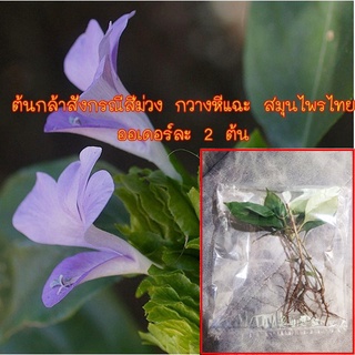 ต้นกล้าสังกรณีสีม่วง กวางหีแฉะ ชื่อวิทยาศาสตร์ Barleria strigosa Willd. สมุนไพรไทย ออเดอร์ละ 2 ต้น