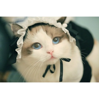 pet cloth maid suit เสื้อผ้าน่ารักสำหรับสัตว์เลี้ยง ชุดแม่บ้าน