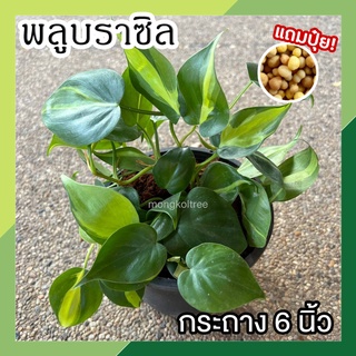 แถมปุ๋ยฟรี! พลูบราซิล ในกระถาง 6 นิ้ว Philodendron Brasil พลูเรือนแก้ว พลูหัวใจด่าง ไม้ร่มรำไร ต้นไม้ฟอกอากาศ ปลูกในบ้าน