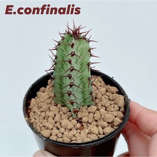 แคคตัส : ยูโฟเบีย คอนฟิเนลิส Euphorbia confinalis🌵