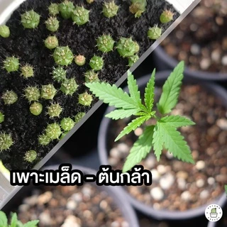🌿พีทมอส กระสอบ (( 5kg )) Peat moss จากKlasmann นำเข้าจากเยอรมัน ยกกระสอบ 5กิโลกรัม หรือ 14ลิตร