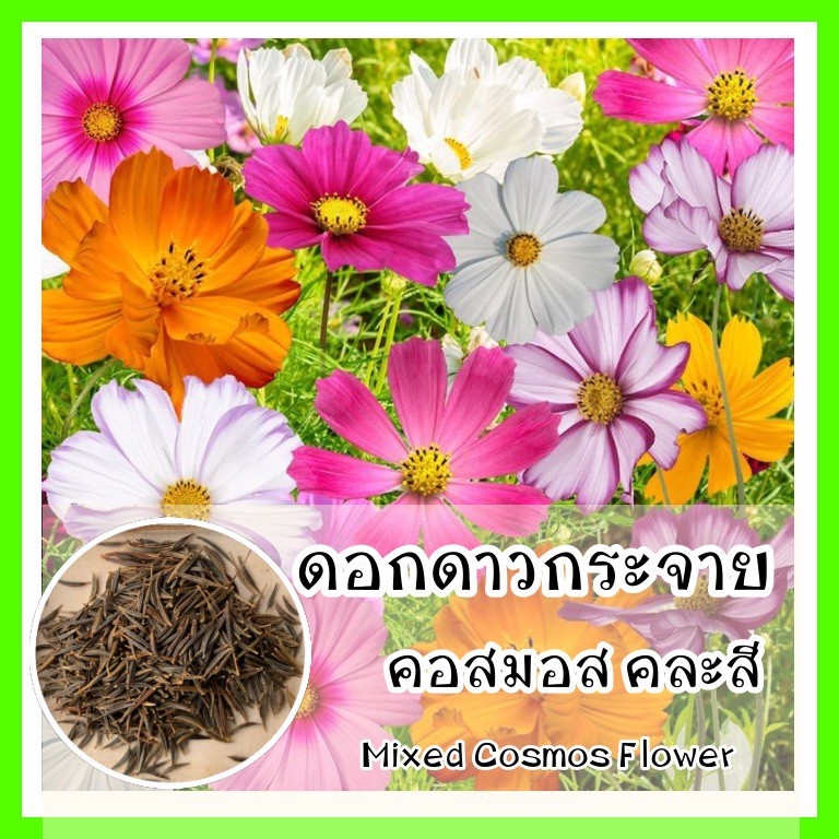 ซื้อ5แถม5 เมล็ดพันธุ์ ดาวกระจายคละสี ดอกคอสมอส (Mixed Cosmos Flower Seed) 100 เมล็ด
