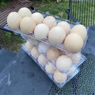 ไข่ข้าว ไข่ข้าวนึ่งสุกพร้อมทาน ไซส์จัมโบ้คุณภาพดี 1 ถาด