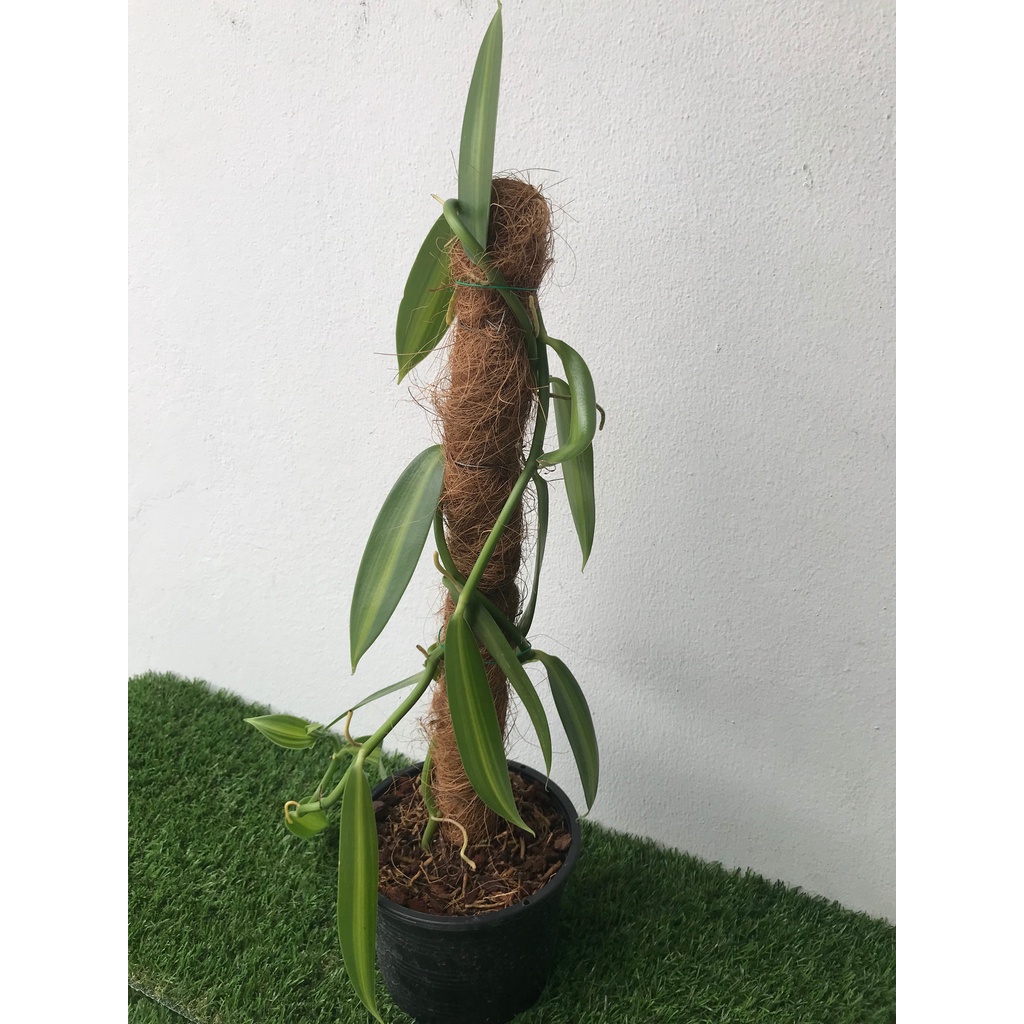 ต้นวานิลลาใบด่าง พร้อมกระถาง 6 นิ้ว ความสูง 55 ซม. (Variegated Vanilla Orchid Plant)