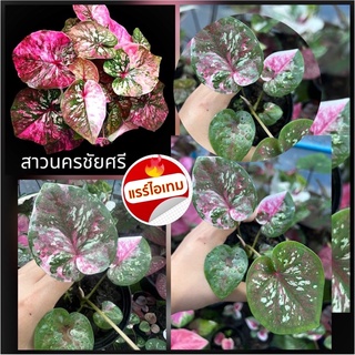 สาวนครชัยศรี บอนสีตัวแรร์ๆจัดส่งต้นด่างสวยๆ หายากด่างแบบนี้✴️เลื่อนภาพดูต้นที่จัดส่ง