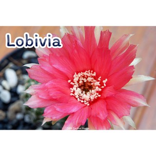 โลบิเวีย (Lobivia) ดอกใหญ่ สีสวย