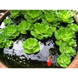 🍀จอกแหน 🍀ต้นจอกแหนประดับอ่างปลา