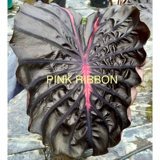 ☘️โคโลคาเซีย พิงค์ริบป้อน☘️Colocasia  Pink Ribbon(Hybrid)