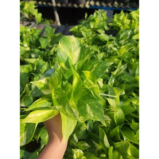 พลูสีด่าง(มีสีเขียวปนขาวนิดๆ)  กระถาง 3 นิ้ว 29 บาท