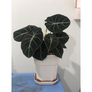 ต้นไม้มาแรง ต้นไม้หายาก ต้นไม้สะสม Rare House Plant - อโลคาเซีย แบล็คเวลเวท - Alocasia-Black Velvet