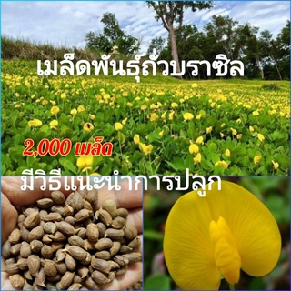 เมล็ดพันธุ์ถั่วบราซิล2,000 เมล็ด  ปลูกประดับสวยงาม พืชคลุมดิน สนามหญ้า จัดสวน