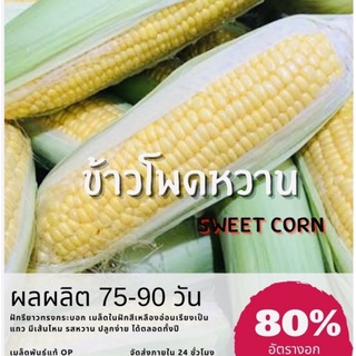 เมล็ดพันธุ์ ข้าวโพดหวาน Sweet corn ข้าวโพด ✅ราคาถูก🪴ปลูกง่าย ปลูกไว้ทานกินเอง🔥ซื้อ10แถม1 คละได้🔥