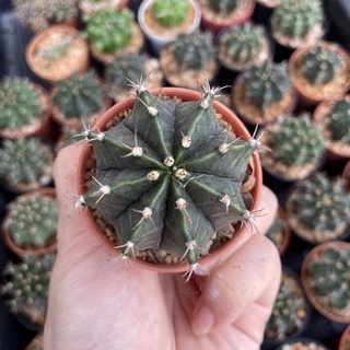 ยิมโนเขียว เชื้อด่าง Gymnocalycium แคคตัส กระบองเพชร (จัดส่งทั้งกระถาง)