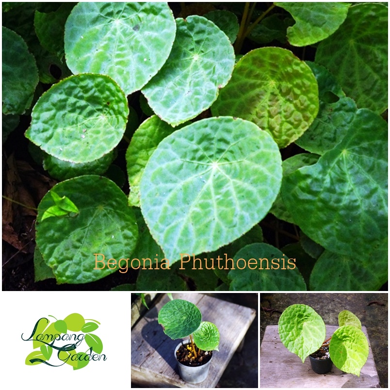 ต้นบีโกเนีย Begonia Phuthoensis กระถาง 4 นิ้ว/6 นิ้ว ไม้กระถาง แต่งสวน