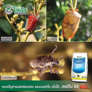 เซฟวิน85 ขนาด 1 กิโลกรัม (คาร์บาริล) หมดปัญหาแมลงค่อมทอง และมวนลำไย