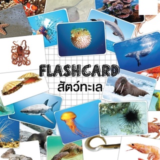 Flash card สัตว์ทะเล (sea animals) จำนวน 25 ใบ ขนาด A5 kp 013