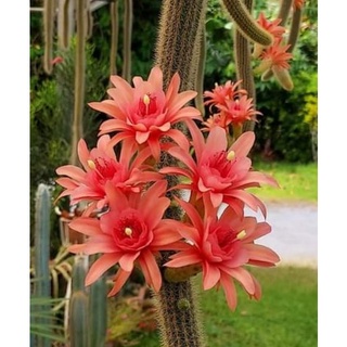 กระบองเพชร cactus หน่อเด็ดสด หางสิงห์ Hildewintera Hybride ขนาด 15 ซม.