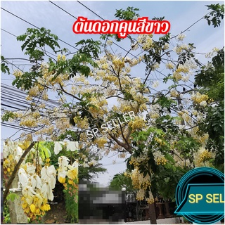 ต้นดอก​คูน​สีขาว​(ขนาดตามรูป)