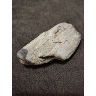 Petrifiled Wood ไม้กลายเป็นหิน