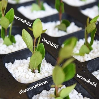 เพอร์ไลท์ (Perlite) เต็มเม็ด ฝุ่นน้อย (1ลิตร, 3ลิตร) วัสดุปลูกนำเข้าแบ่งบรรจุ