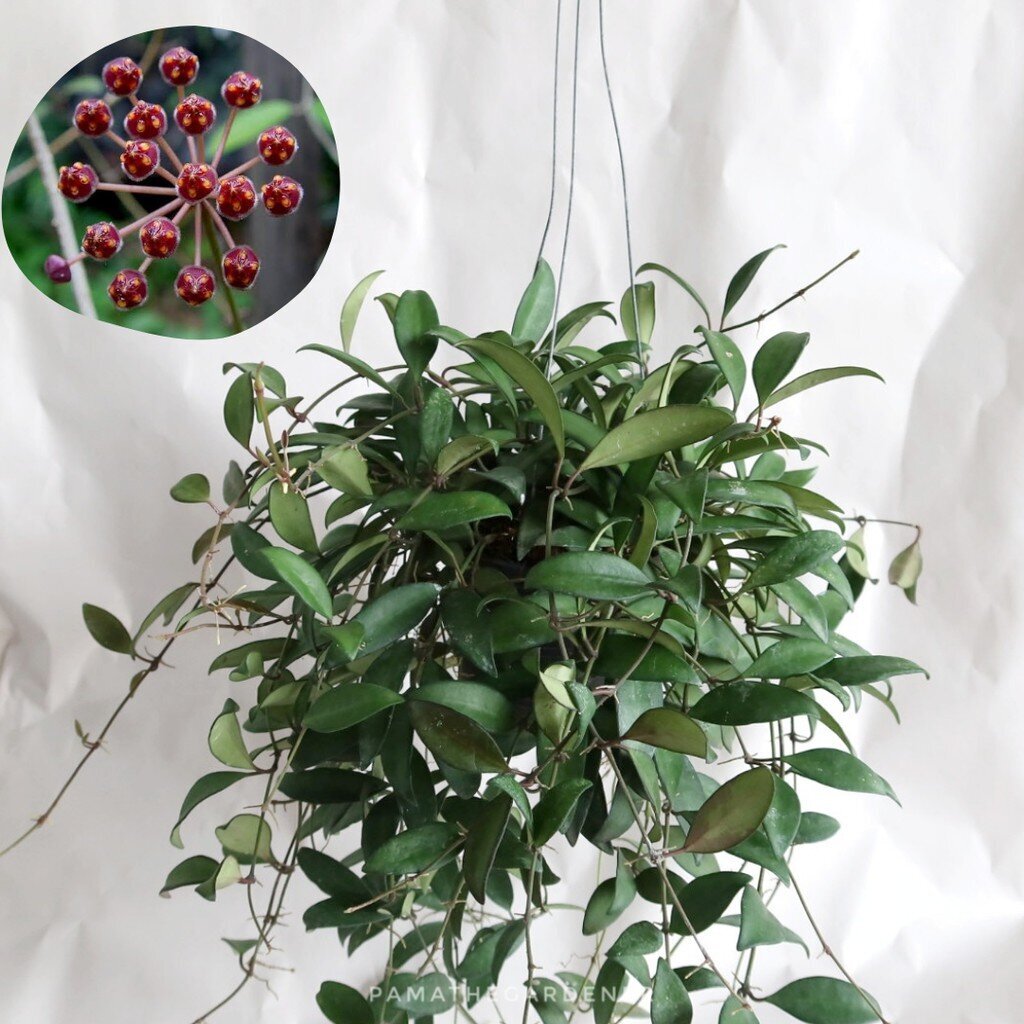 มุมมอง 2