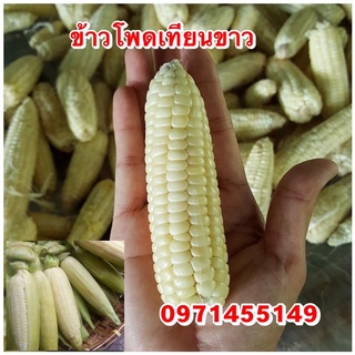 เมล็ดข้ทวโพดเทียนขาว