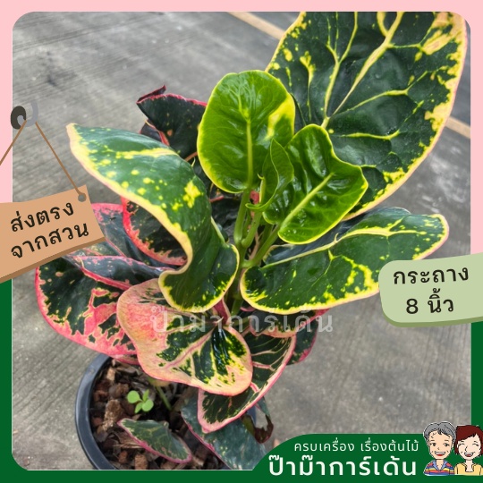 มุมมอง 3