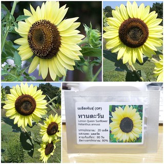 เมล็ดพันธุ์ ทานตะวันเลม่อนควีน (Lemon Queen Sunflower Seed) บรรจุ 20 เมล็ด คุณภาพดี ราคาถูก ของแท้ 100%