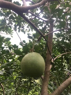 ต้นส้มโอขาวน้ำผึ้งไร้เม็ดกิ่งตอนขนาด60-100cm พร้อมปลูก ออกลูกง่ายมาก รับประกันพันธุ์จากสวนโดยตรง