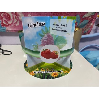 วงจรพืชสตรอว์เบอรี่ สื่อการสอนวิทยาศาสตร์