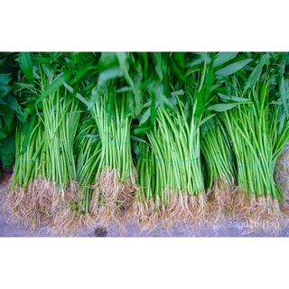 Chinese Kangkong 3grams 50-70 pcs Seeds Taniya  / Upland Kang kong / Water Spinach Seeds herbs plants vegetables supplie