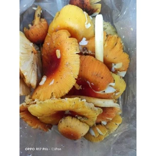 เชื้อเห็ดระโงกเหลืองแท้100% ซื้อ5แถม1