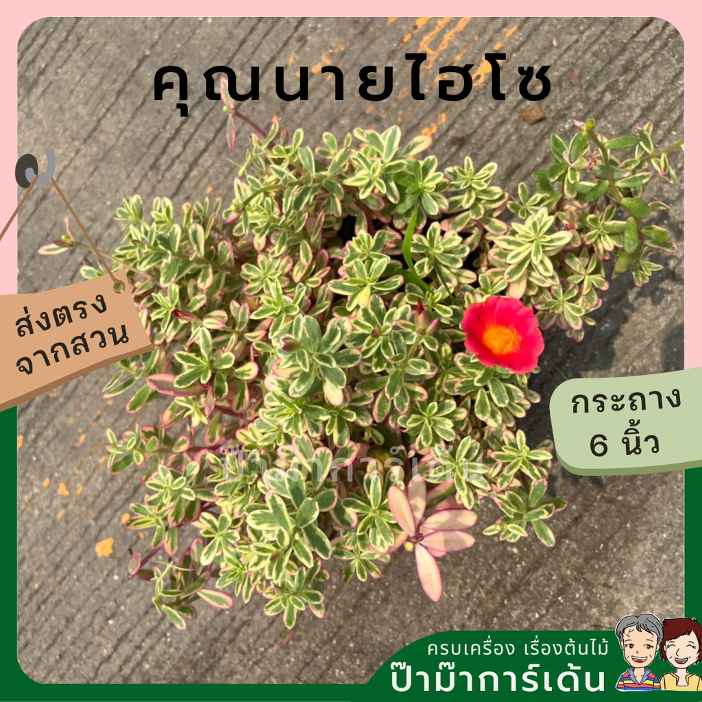 มุมมอง 4