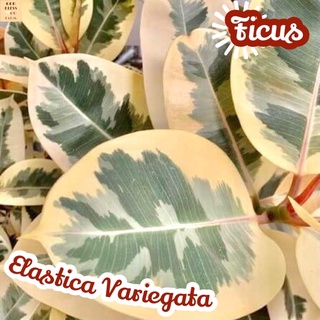 [ยางอินเดียด่าง~100cm] Ficus Elastica Variegata  ส่งพร้อมกระถาง ไม้ใบ ไม้ประดับ ไม้ด่าง ไม้สวยๆ ใบใหญ่ ไม้ฟอกอากาศ