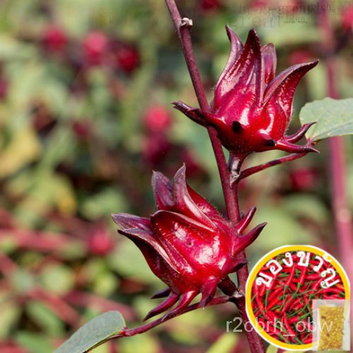 อันดับหนึ่ง 100+ ภาพพื้นหลัง ต้นกระเจี๊ยบ ใหม่ที่สุด