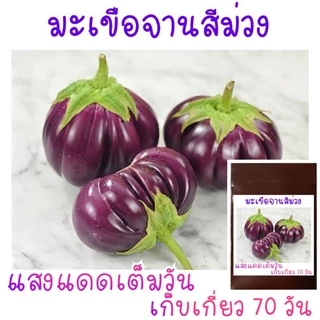 100 เมล็ด มะเขือจานม่วง