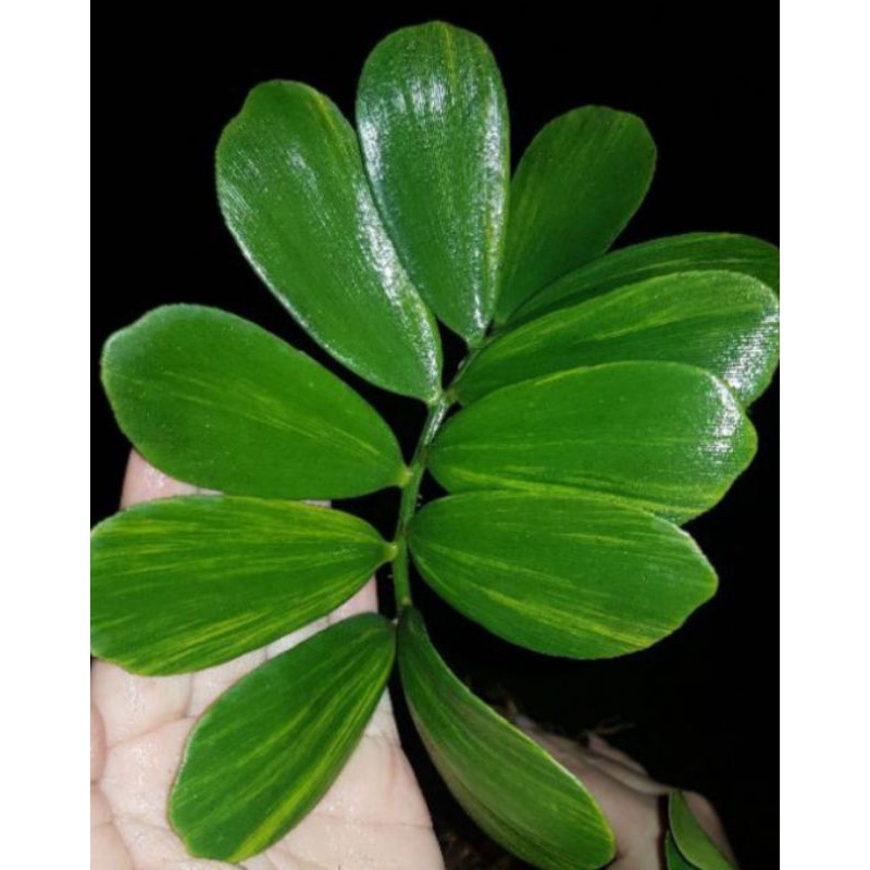 ปรงเม็กซิกันด่าง. (zamia furfuracea) ไม้หายาก ส่งทั้งกระถาง