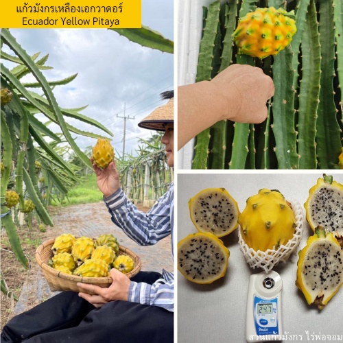 ต้นแก้วมังกรเหลืองเอกวาดอร์ Palora Yellow Ecuador,กิ่งพันธุ์แก้วมังกรเหลืองเอกวาดอร์,พันธุ์แก้วมังกรเหลืองเอกวาดอร์