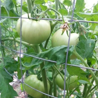 เมล็ดพันธุ์ มะเขือเทศ บีฟสเต็ก Red Beefsteak Tomato Seed บรรจุ 60 เมล็ด คุณภาพดี ของแท้ 100%