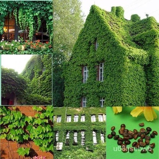 ถูก ใหม่ สายพันธุ์ชุดพร้อมปลูก ต้นไม้เลื้อย บอสตันไอวี่ 50 เมล็ด (boston ivy/ creepers)Climbing Plant ไม้เลื้อย ต้นไม MQ