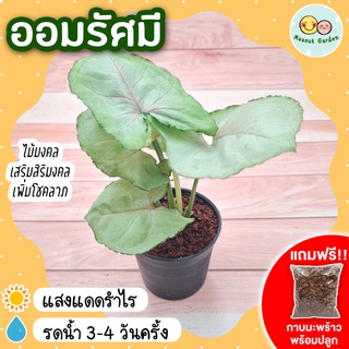 [แถมกาบมะพร้าวพร้อมปลูก] ออมรัศมี กระถาง 3 นิ้ว Syngonium Podophyllum ต้นไม้มงคลสวยๆ รัศมีเงิน ออมเงินใบกลม เสริมเงิน