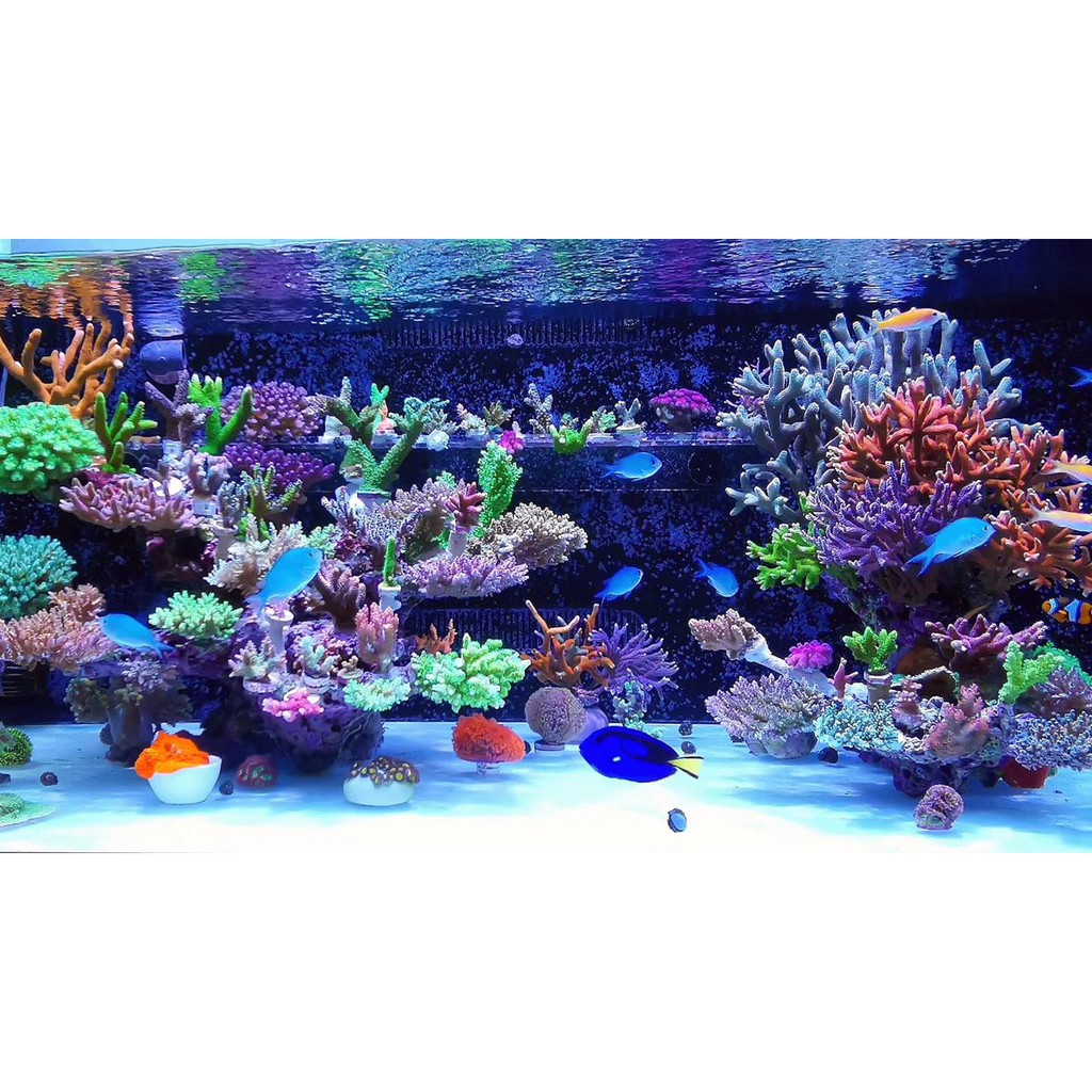 เกลือสำหรับเลี้ยงปะการัง 20 กิโลกรัม Ruifine reef salt pro (SPS & LPS)
