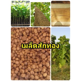 เมล็ดพันธุ์ต้นสักทอง เมล็ดสักทอง 100 เมล็ด สักทอง เมล็ดไม้ป่าเศรษฐกิจ