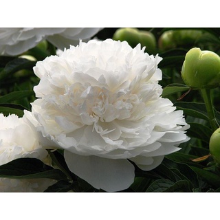 20 เมล็ด เมล็ดโบตั๋น ดอกโบตั๋น ดอกพีโอนี (Peony) สีขาว White Peony