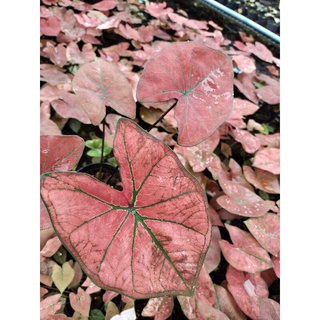 บอนสีบับเบิ้ล เรด Caladium Bubble red