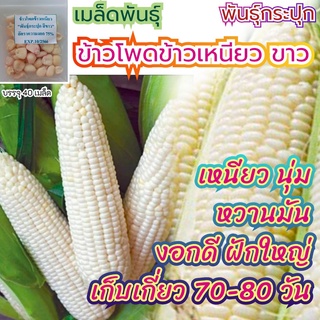 เมล็ดพันธุ์ ข้าวโพดข้าวเหนียวขาว 40 เมล็ด พันธุ์กระปุก เหนียวนุ่ม หวานมัน งอกดี ฝักใหญ่