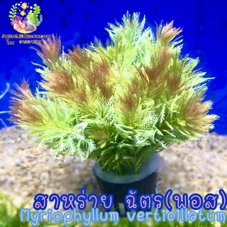 สาหร่ายฉัตร(พอส) Myriophyllum verticillatum